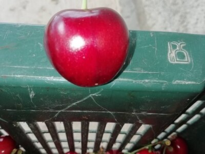 Natalija Šunjić-Gizdić