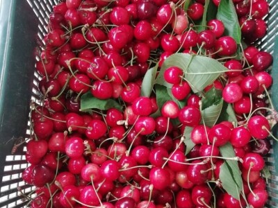 Natalija Šunjić-Gizdić