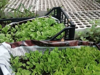 Natalija Šunjić-Gizdić