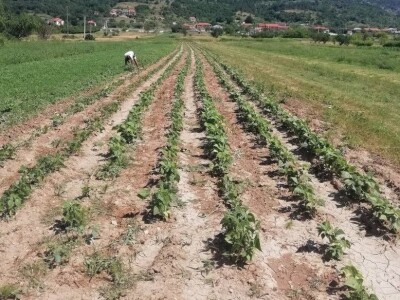 Natalija Šunjić-Gizdić