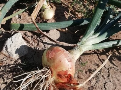 Natalija Šunjić-Gizdić