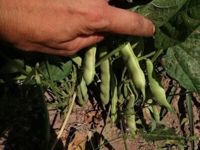 Natalija Šunjić-Gizdić