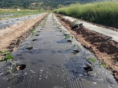 Natalija Šunjić-Gizdić