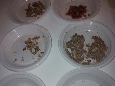 Natalija Šunjić-Gizdić