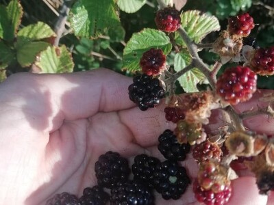 Natalija Šunjić-Gizdić