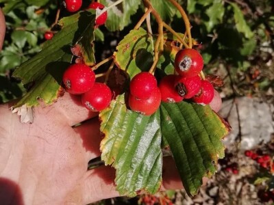 Natalija Šunjić-Gizdić