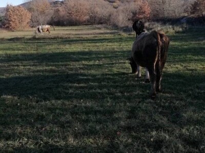 Natalija Šunjić-Gizdić