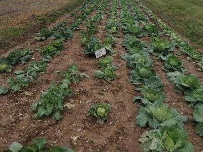 Natalija Šunjić-Gizdić