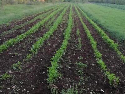 Natalija Šunjić-Gizdić