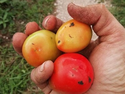 Natalija Šunjić-Gizdić