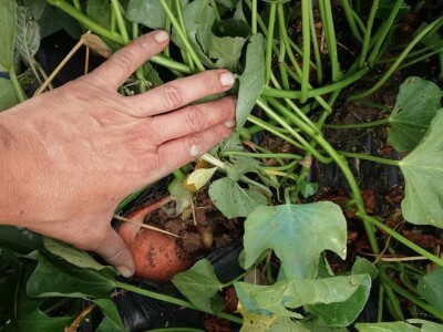 Natalija Šunjić-Gizdić