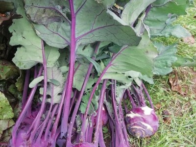 Natalija Šunjić-Gizdić