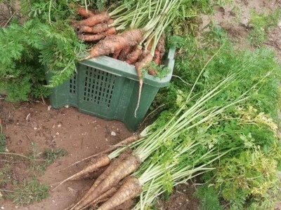 Natalija Šunjić-Gizdić