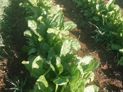 Natalija Šunjić-Gizdić