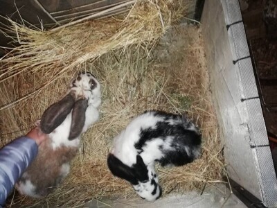 Natalija Šunjić-Gizdić