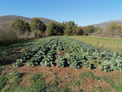 Natalija Šunjić-Gizdić
