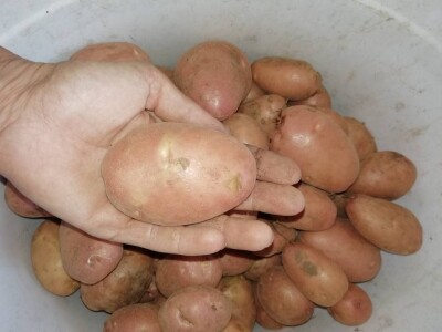 Natalija Šunjić-Gizdić