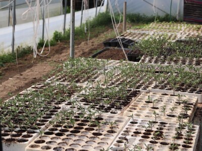 Nataša palstenici Derventa