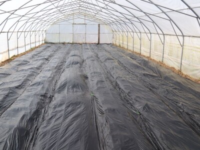 Nataša palstenici Derventa