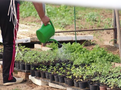 Nataša palstenici Derventa