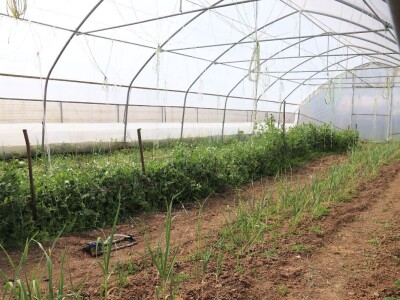 Nataša palstenici Derventa