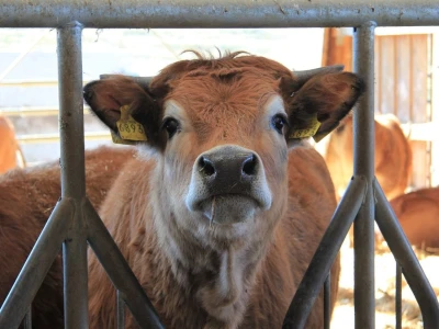 Natura Beef d.o.o.