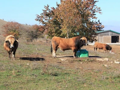 Natura Beef d.o.o.