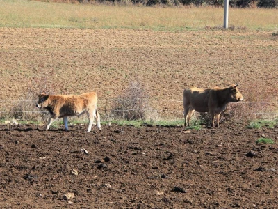 Natura Beef d.o.o.