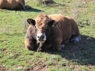 Natura Beef d.o.o.