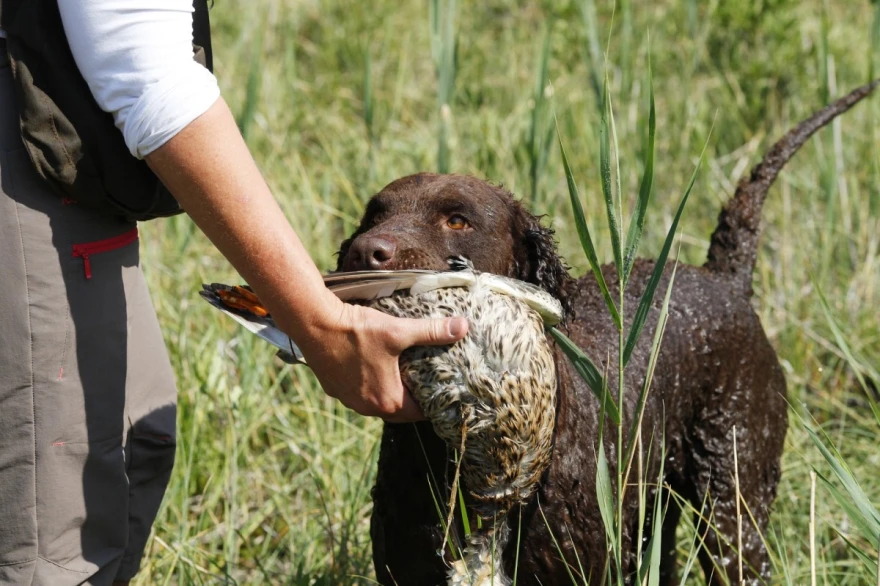 Retriver