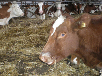 Kontrola kvaliteta mleka