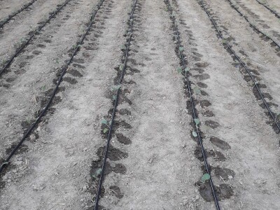 OPG Šestanj - spoj mladosti i tradicije