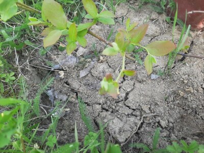 Navodnjavanje parcela postaje neophodno