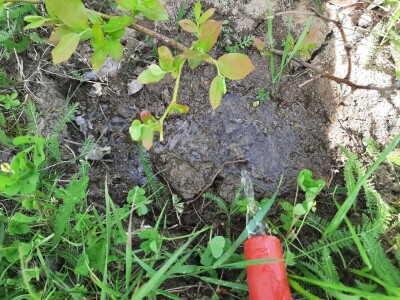 Navodnjavanje parcela postaje neophodno