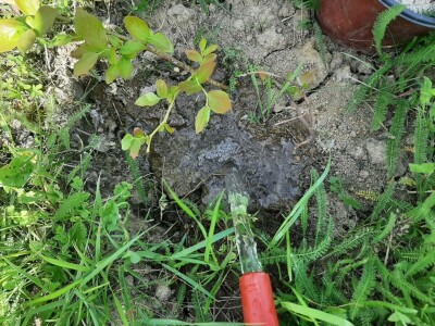 Navodnjavanje parcela postaje neophodno