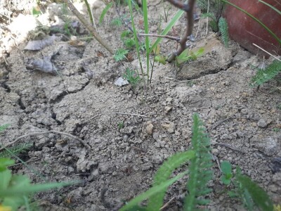 Navodnjavanje parcela postaje neophodno