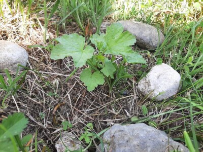 Navodnjavanje parcela postaje neophodno