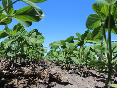 Navodnjavanje ratarskih kultura na poljima PPK Valpovo