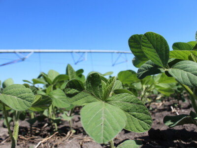 Navodnjavanje ratarskih kultura na poljima PPK Valpovo