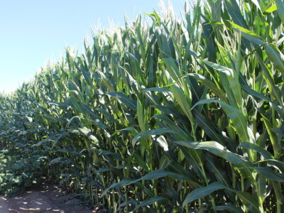 Navodnjavanje ratarskih kultura na poljima PPK Valpovo