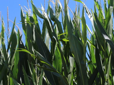 Navodnjavanje ratarskih kultura na poljima PPK Valpovo