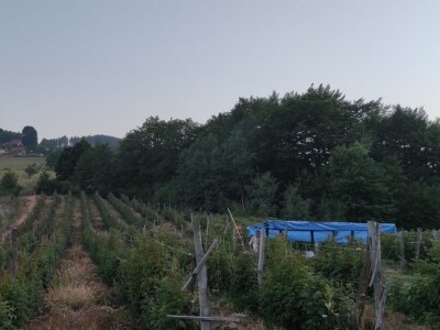 Navodnjavanje spašava malinu