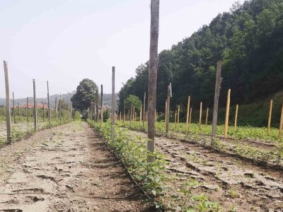 Navodnjavanje spašava malinu