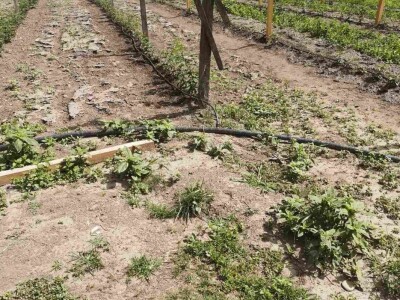 Navodnjavanje spašava malinu