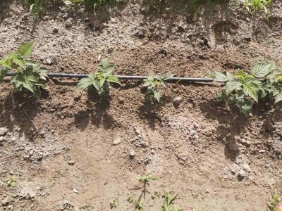 Navodnjavanje spašava malinu