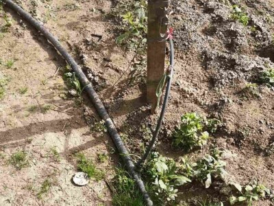 Navodnjavanje spašava malinu