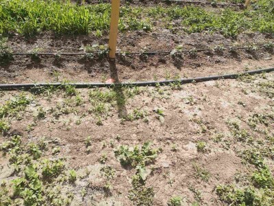 Navodnjavanje spašava malinu