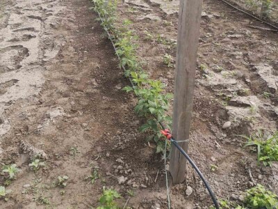 Navodnjavanje spašava malinu