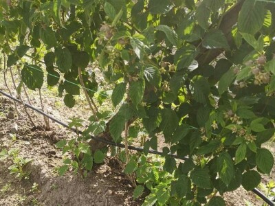 Navodnjavanje spašava malinu