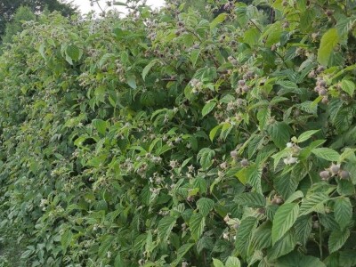 Navodnjavanje spašava malinu